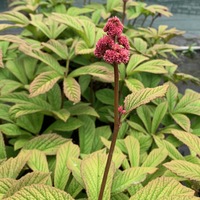 Rodgersia pinnata 'Chocolate Wing'